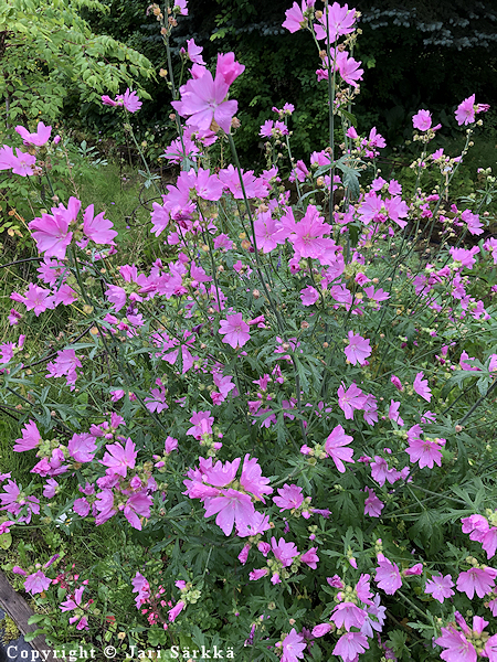 Malva alcea, ruusumalva